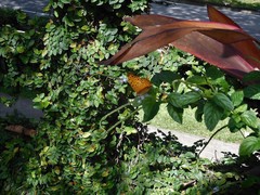 Phalanta phalantha phalantha