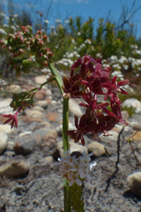 Codonorhiza micrantha