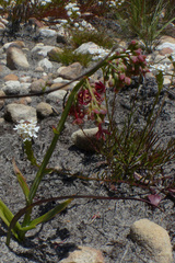 Codonorhiza micrantha