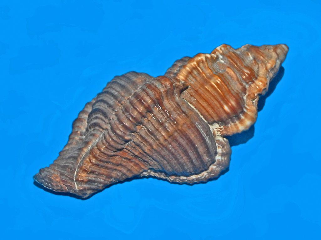 Mangrove Murex
