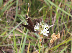 Dira clytus eurina
