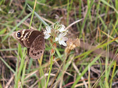Dira clytus eurina
