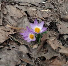 Crocus sublimis
