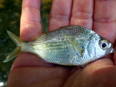 Eucinostomus gula