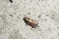 Acleris pulverosana