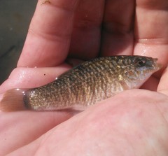 Floridichthys carpio