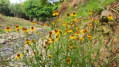 Helenium amphibolum