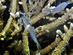 Cheilodipterus artus