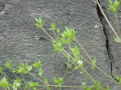 Arenaria leptoclados