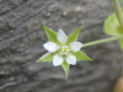 Arenaria leptoclados