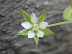 Arenaria leptoclados