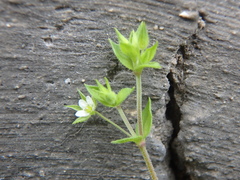 Arenaria leptoclados