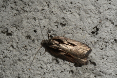 Acleris pulverosana