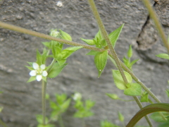 Arenaria leptoclados