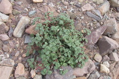 Forsskaolea tenacissima