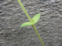 Arenaria leptoclados