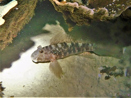 Sierlijke rifgrondel (Exyrias belissimus) — Gobiidae — 5