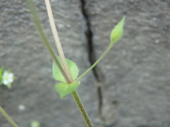 Arenaria leptoclados