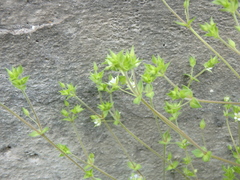 Arenaria leptoclados
