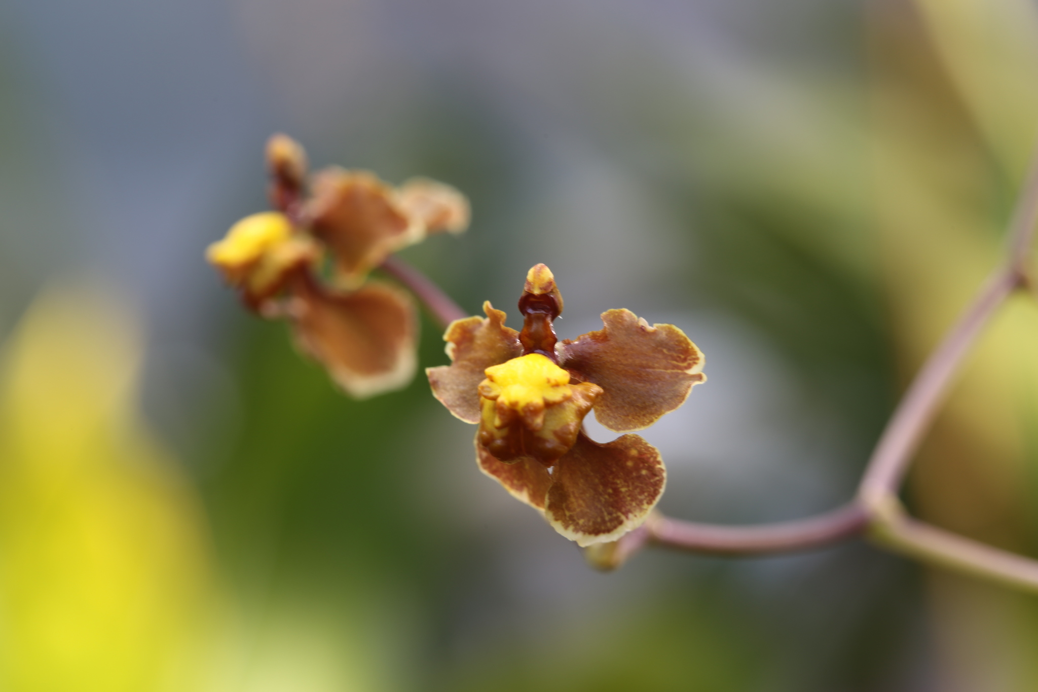Cyrtochilum flexuosum Kunth 4