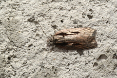 Acleris pulverosana