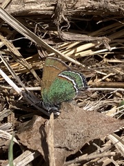 Callophrys mcfarlandi