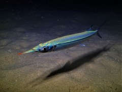 Hyporhamphus affinis