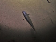 Atherinomorus vaigiensis