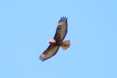 Buteo jamaicensis calurus