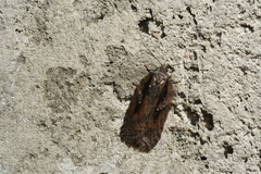Acleris pulverosana