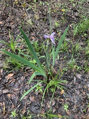 Iris virginica