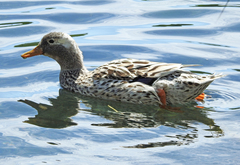 Anas platyrhynchos domesticus