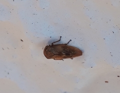Rhytidodus decimusquartus