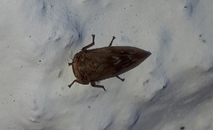 Rhytidodus decimusquartus
