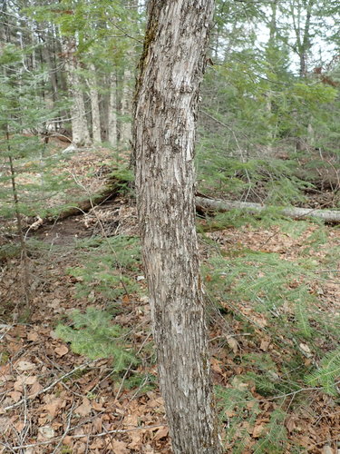 Ostrya virginiana image