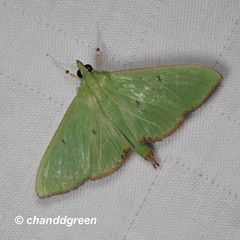 Parotis punctiferalis