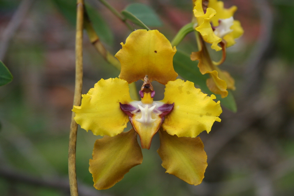 Lan vũ nữ (Oncidium alliance hybrids)