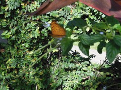 Phalanta phalantha phalantha