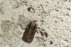 Acleris pulverosana