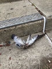 Aves