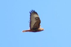 Buteo jamaicensis calurus