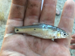 Enteromius trimaculatus