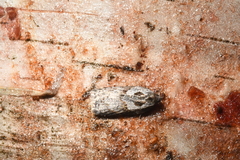 Acleris maculidorsana