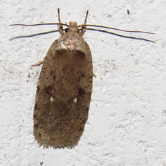 Agonopterix argillacea