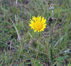 Berkheya decurrens