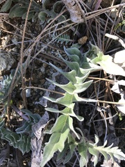 Balsamorhiza sericea