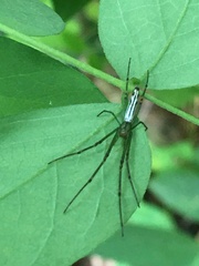 Leucauge decorata