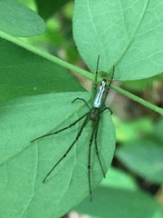 Leucauge decorata