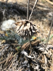 Balsamorhiza sericea