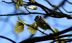 Cyanistes caeruleus